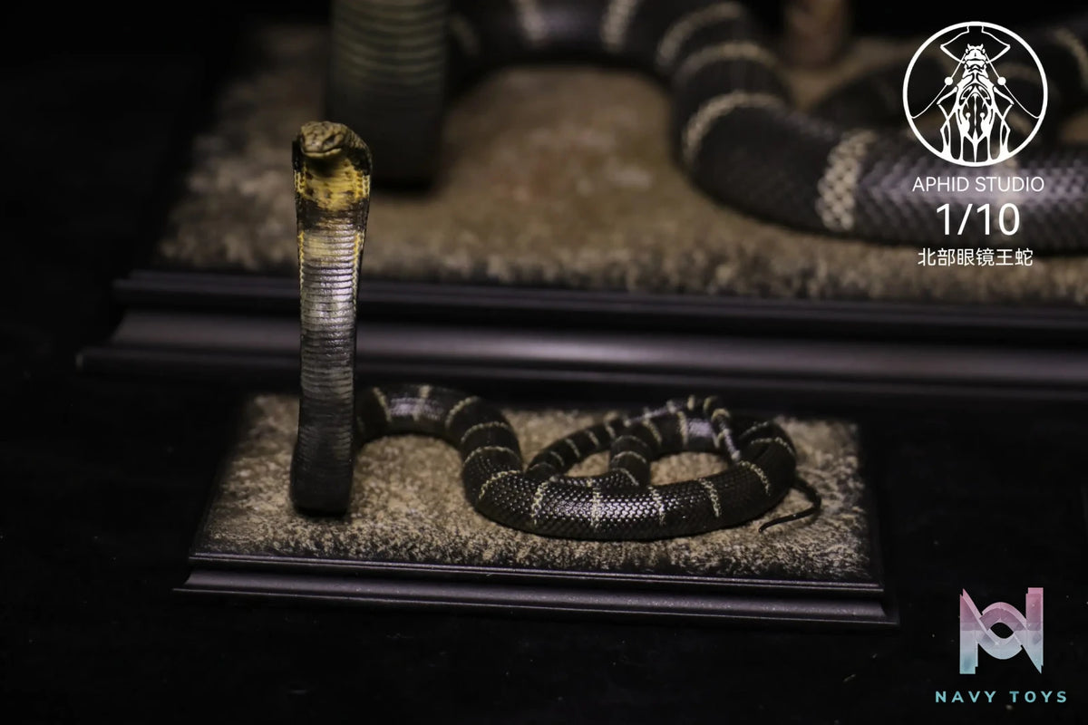 Aphid Studio – Northern King Cobra (Licensed)