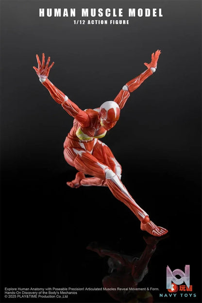 KEEPGOING – 1/12 Human Muscle Model (Licensed)