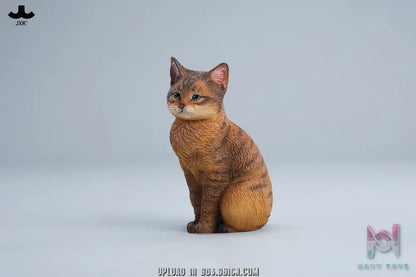 JXK – Well-behaved cat sitting JXK352 (Licensed)