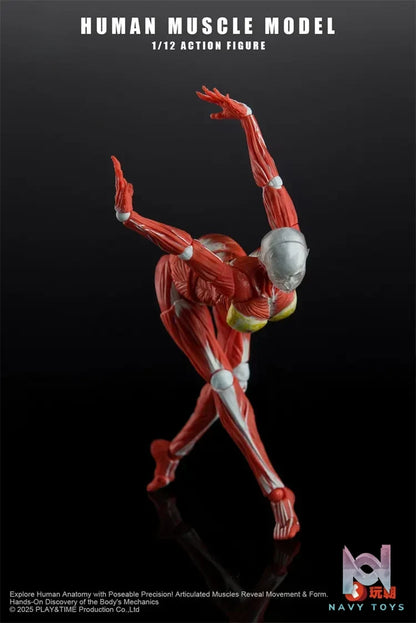 KEEPGOING – 1/12 Human Muscle Model (Licensed)