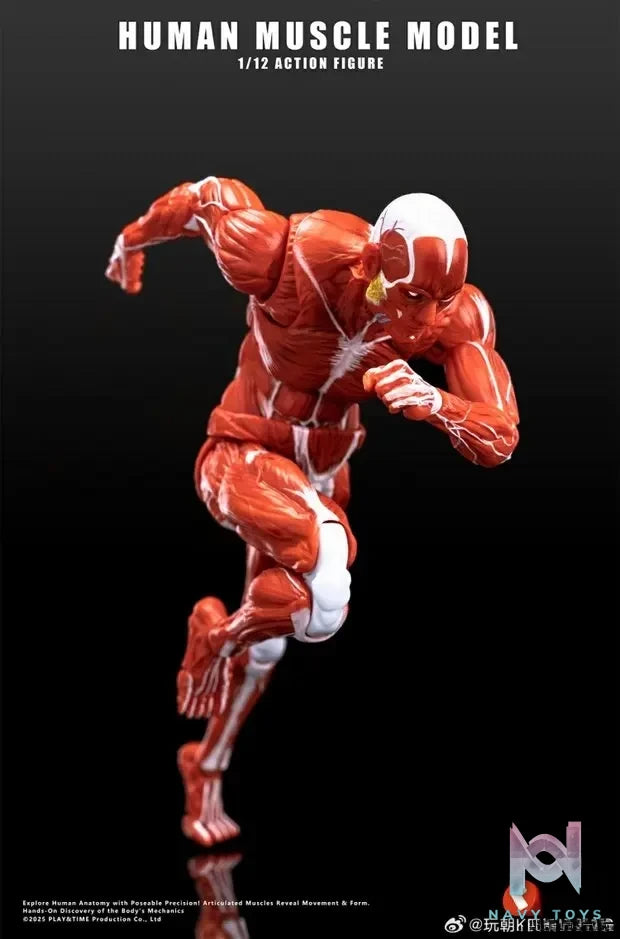 KEEPGOING – Human Muscle Model 1/12 Highly Articulated Figure (Licensed)