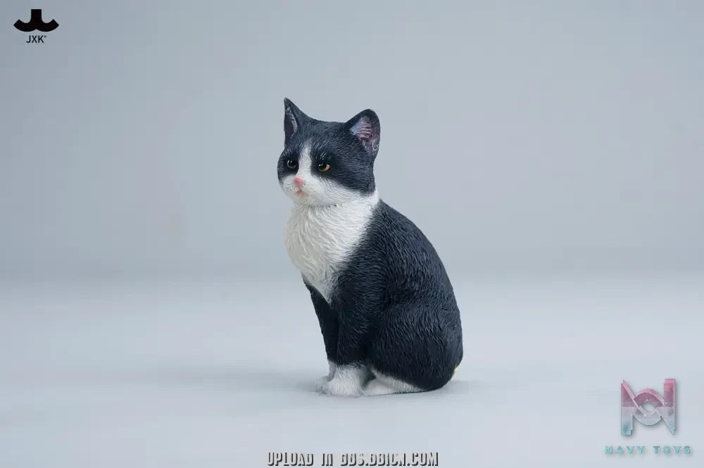 JXK – Well-behaved cat sitting JXK352 (Licensed)