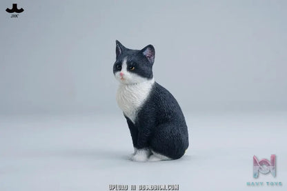 JXK – Well-behaved cat sitting JXK352 (Licensed)