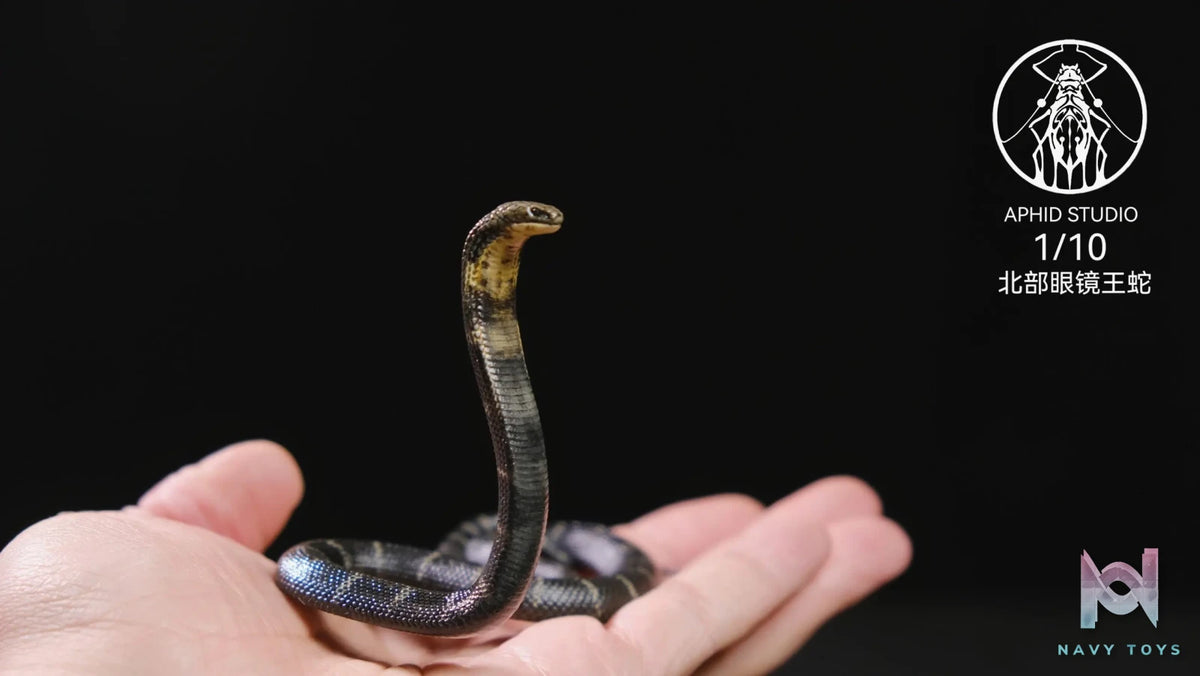 Aphid Studio – Northern King Cobra (Licensed)