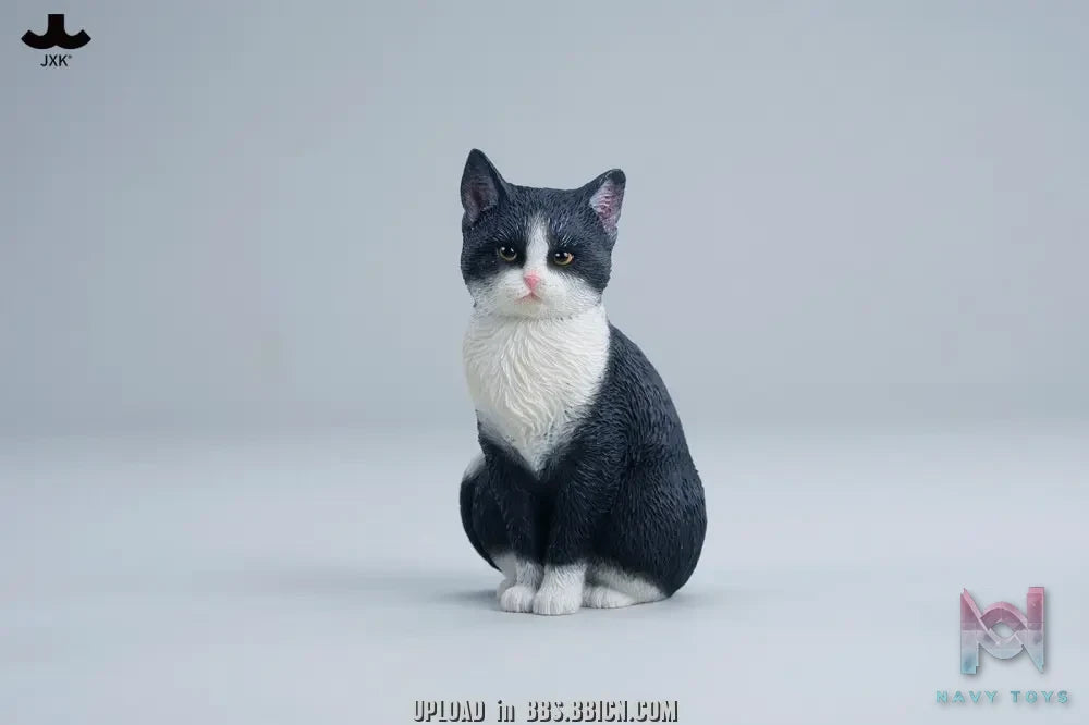 JXK – Well-behaved cat sitting JXK352 (Licensed)