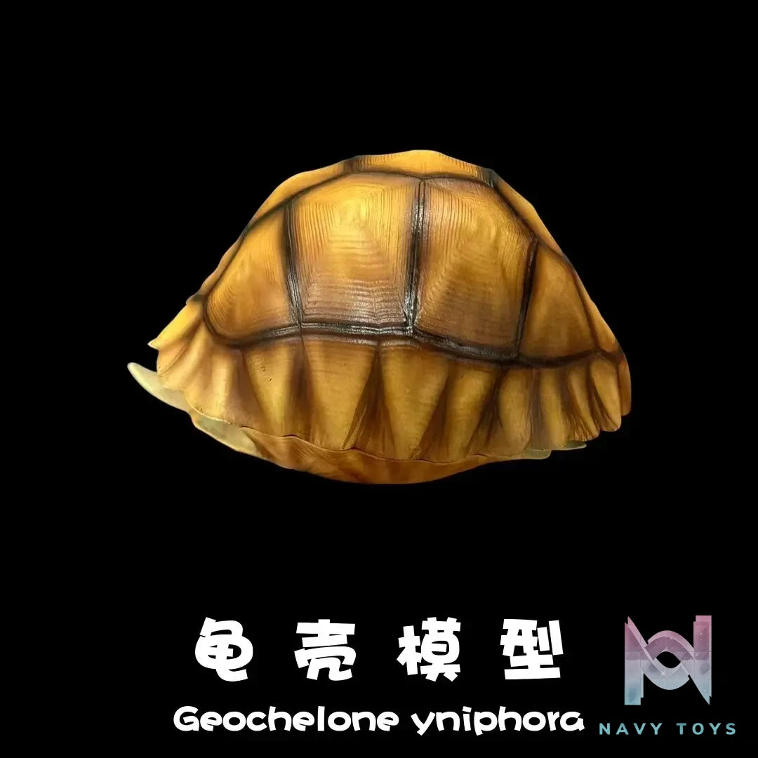 Natural Science Book Studio – Realistic Tortoise Shell Series Vol. 1: Angonoka (Licensed)