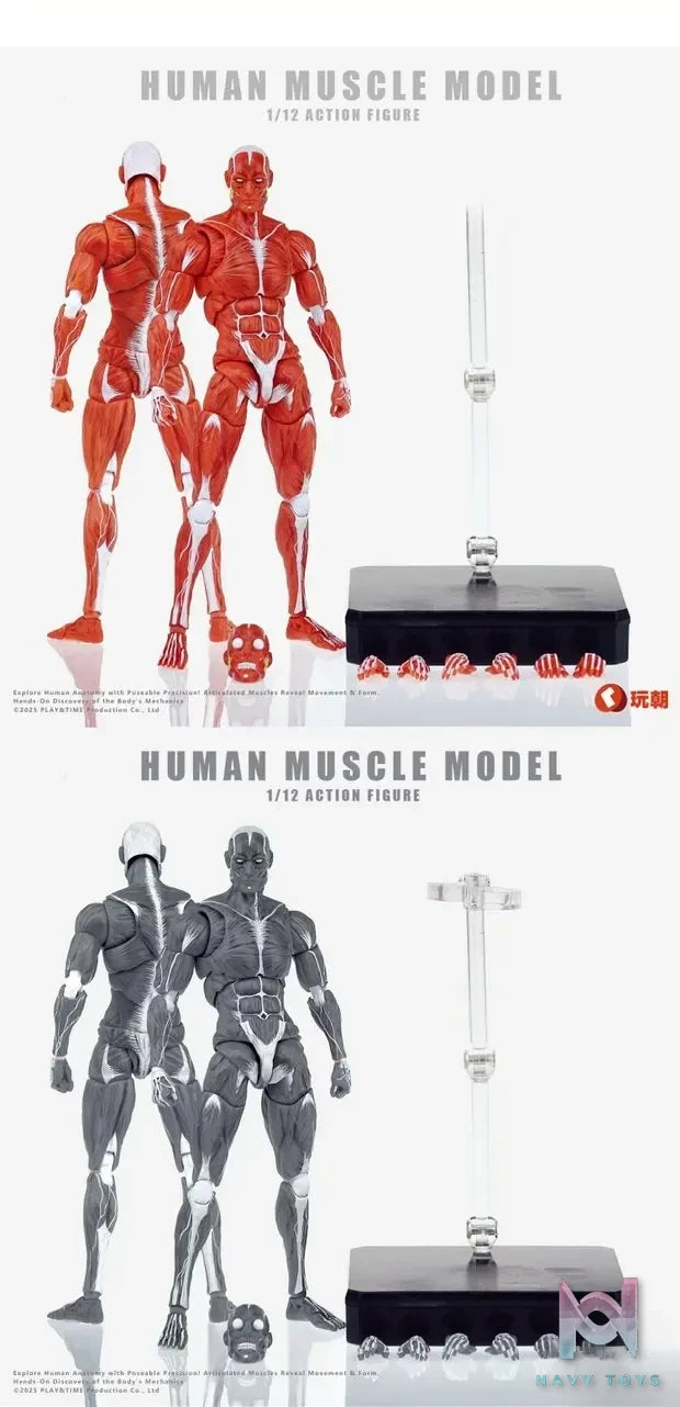 KEEPGOING – Human Muscle Model 1/12 Highly Articulated Figure (Licensed)