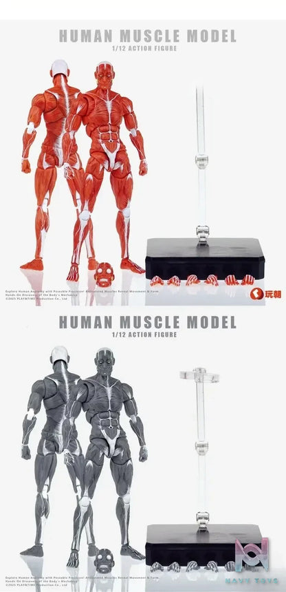 KEEPGOING – Human Muscle Model 1/12 Highly Articulated Figure (Licensed)