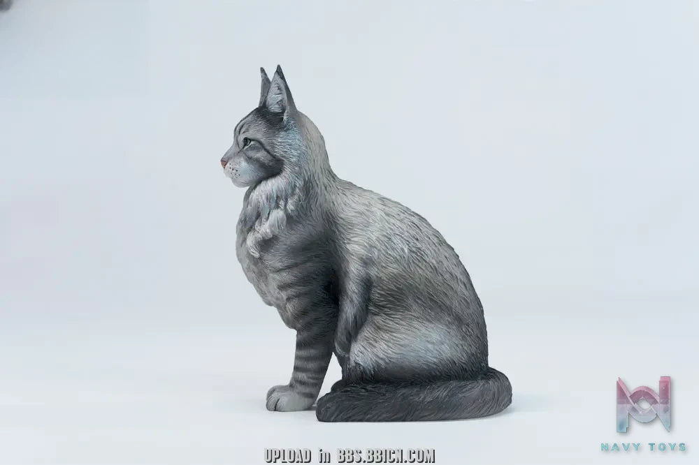 JXK – Sitting upright Maine Coon cat JXK364 (Licensed)