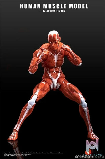 KEEPGOING – Human Muscle Model 1/12 Highly Articulated Figure (Licensed)