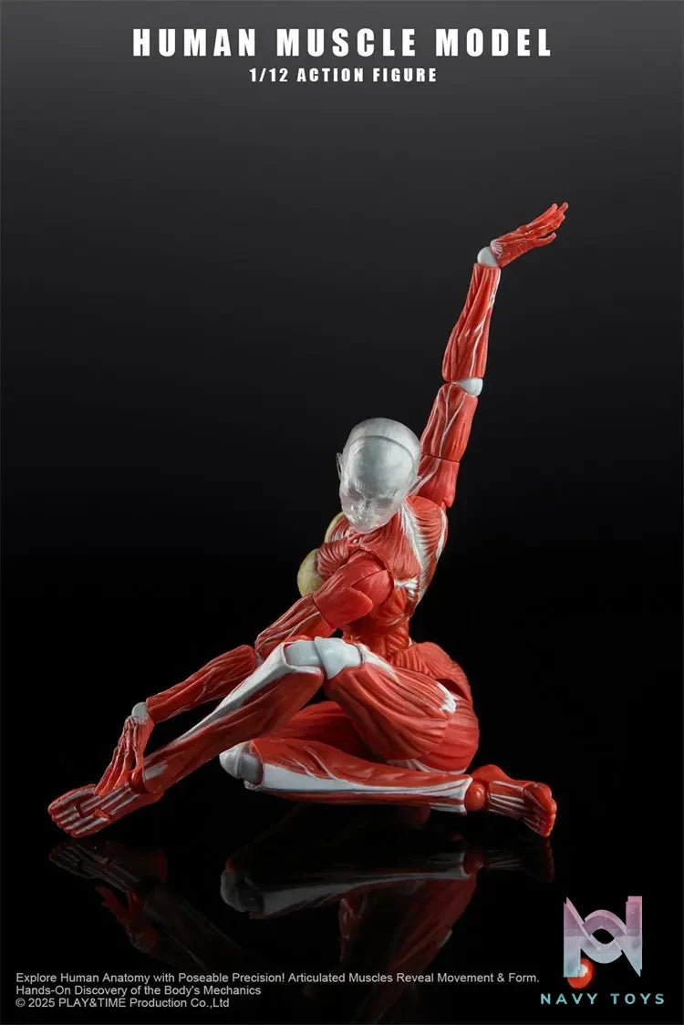 KEEPGOING – 1/12 Human Muscle Model (Licensed)