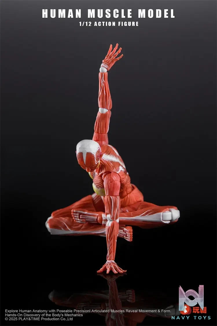 KEEPGOING – 1/12 Human Muscle Model (Licensed)