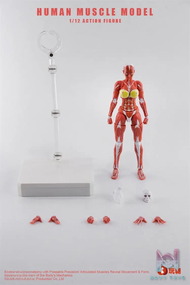 KEEPGOING – 1/12 Human Muscle Model (Licensed)