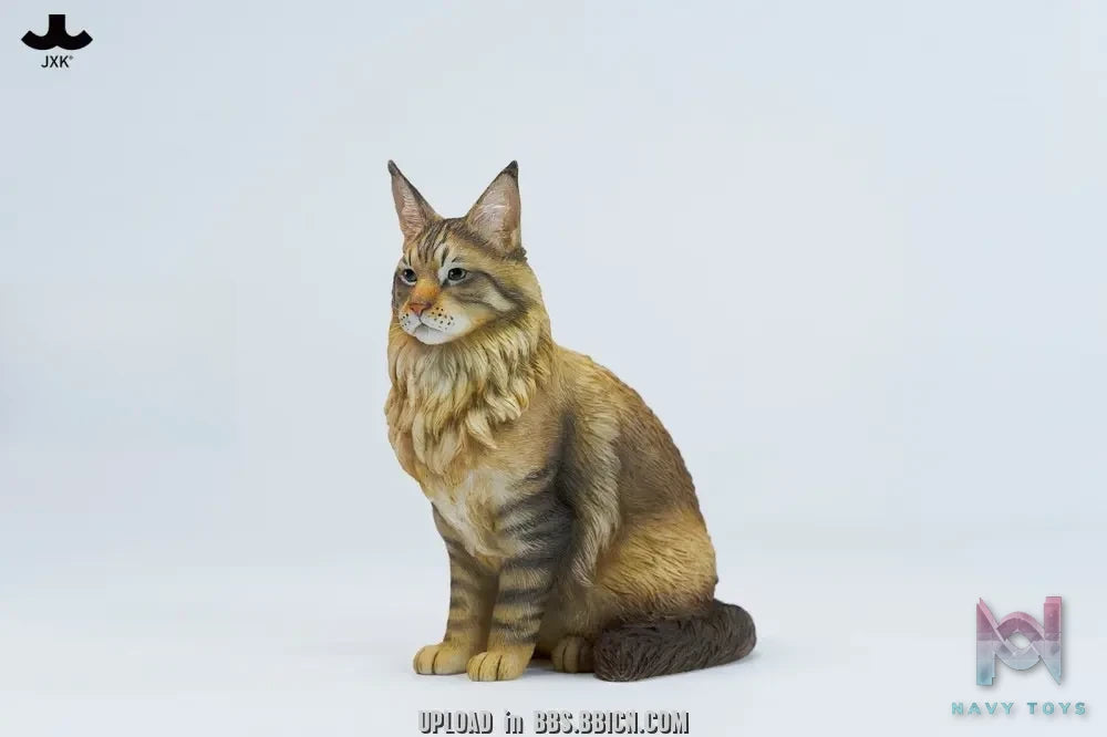 JXK – Sitting upright Maine Coon cat JXK364 (Licensed)