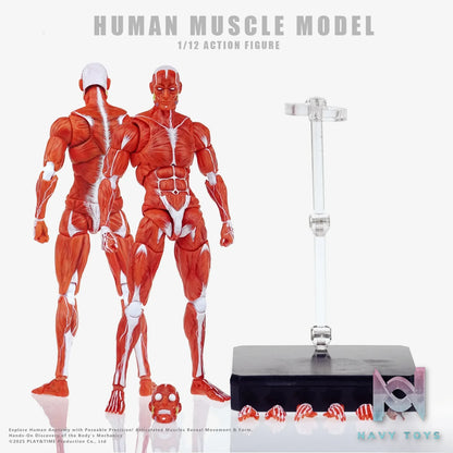 KEEPGOING – Human Muscle Model 1/12 Highly Articulated Figure (Licensed)