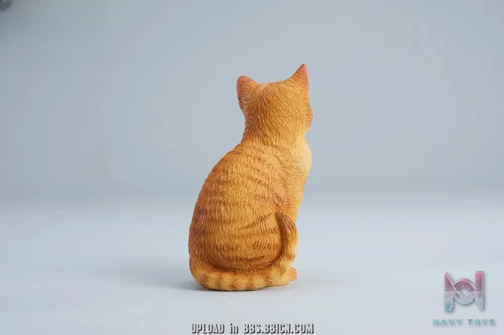 JXK – Well-behaved cat sitting JXK352 (Licensed)