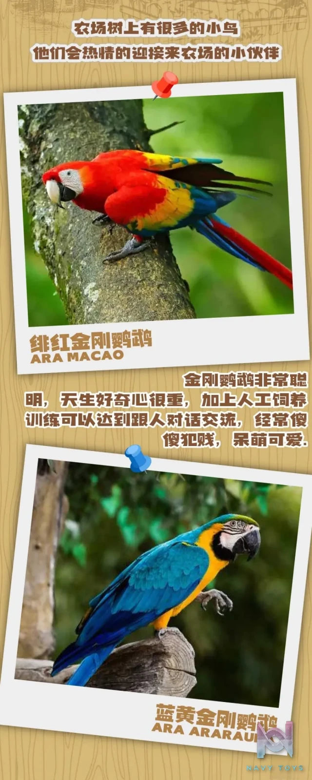 JacksMake Studio – Original What bird? Series Blue-and-yellow macaw & scarlet macaw (Licensed)