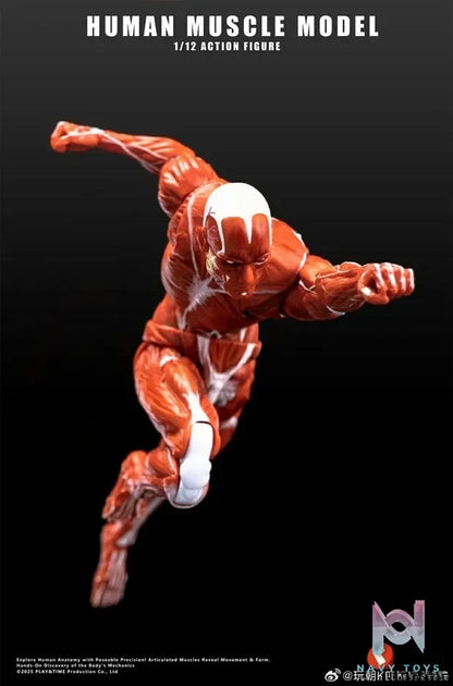 KEEPGOING – Human Muscle Model 1/12 Highly Articulated Figure (Licensed)
