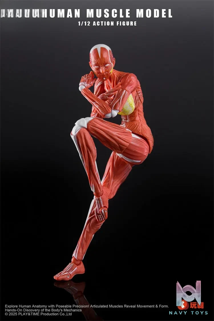 KEEPGOING – 1/12 Human Muscle Model (Licensed)