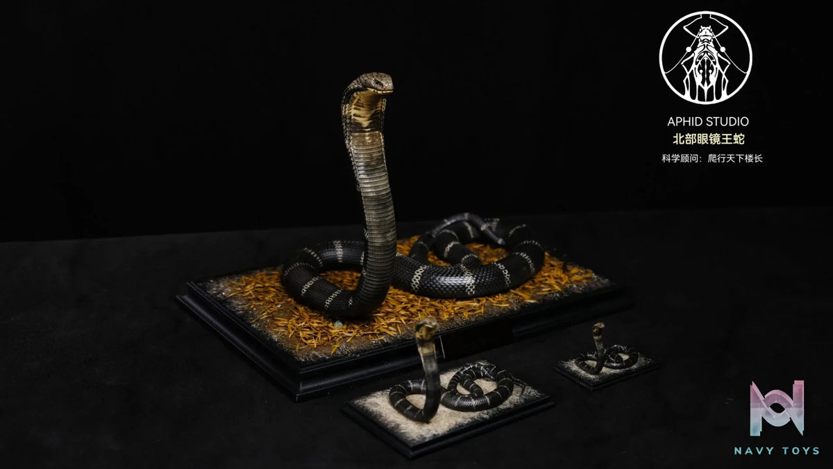 Aphid Studio – Northern King Cobra (Licensed)