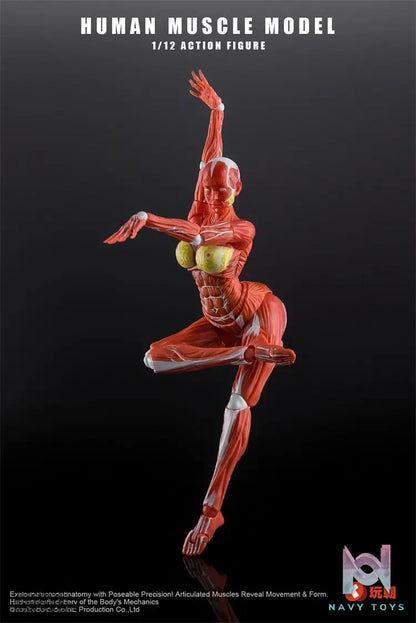 KEEPGOING – 1/12 Human Muscle Model (Licensed)