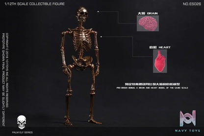 101TOYS – 1/12 PALM ELF SERIES SKELETON FRAME BOBY Limited Edition NO.ES025 NO.ES026 NO.ES027 (Licensed)