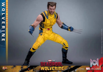 HOTTOYS Studio – Marvel Deadpool & Wolverine 1/6 Wolverine MMS753 Regular version & MMS754 Deluxe version (Licensed)