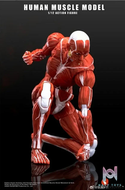 KEEPGOING – Human Muscle Model 1/12 Highly Articulated Figure (Licensed)