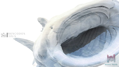 ReLife Studio – Original No series Blue Whale shark (Licensed)