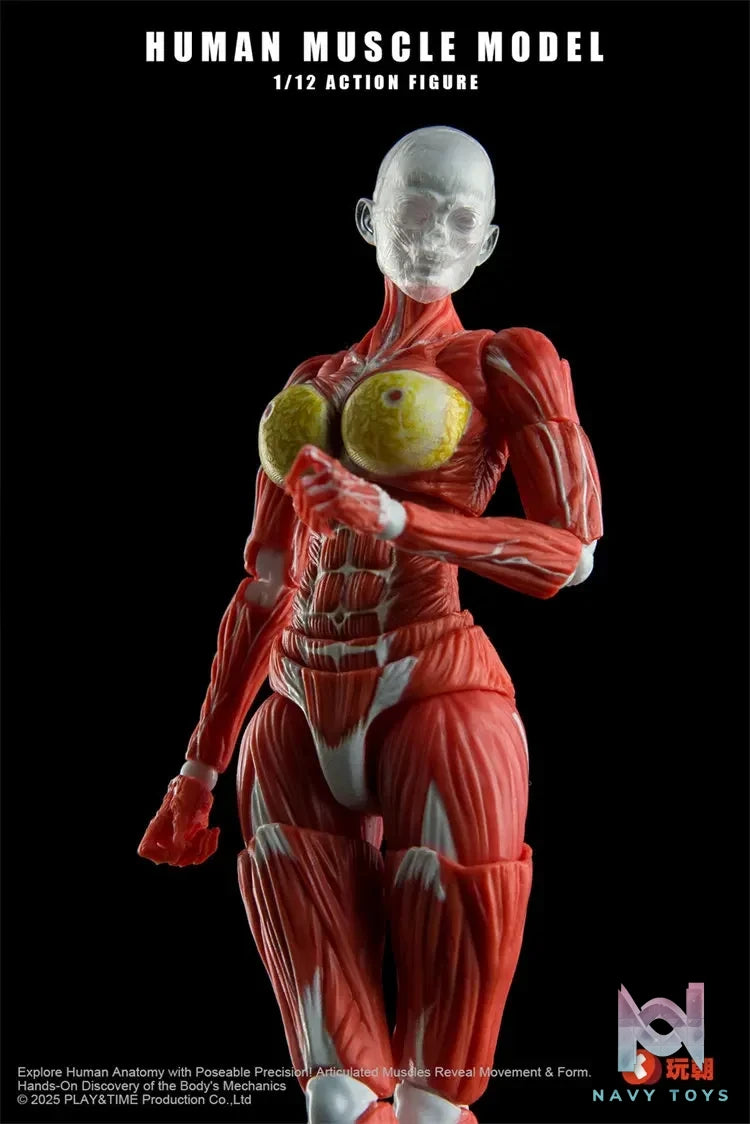KEEPGOING – 1/12 Human Muscle Model (Licensed)