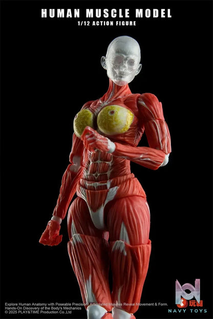 KEEPGOING – 1/12 Human Muscle Model (Licensed)