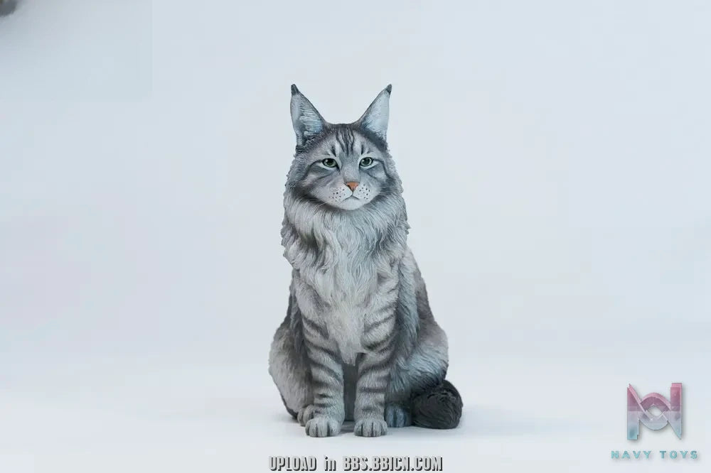 JXK – Sitting upright Maine Coon cat JXK364 (Licensed)