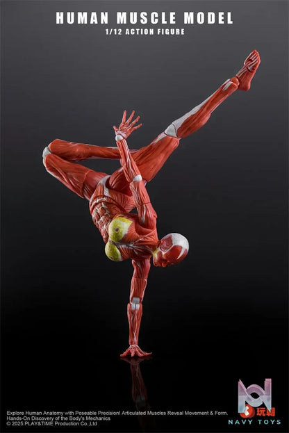 KEEPGOING – 1/12 Human Muscle Model (Licensed)