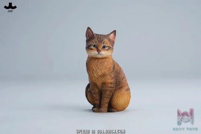 JXK – Well-behaved cat sitting JXK352 (Licensed)