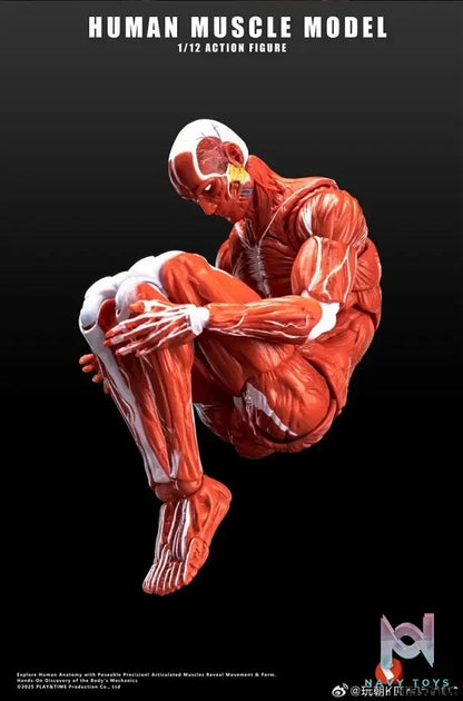 KEEPGOING – Human Muscle Model 1/12 Highly Articulated Figure (Licensed)