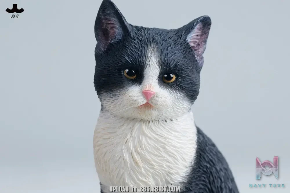 JXK – Well-behaved cat sitting JXK352 (Licensed)