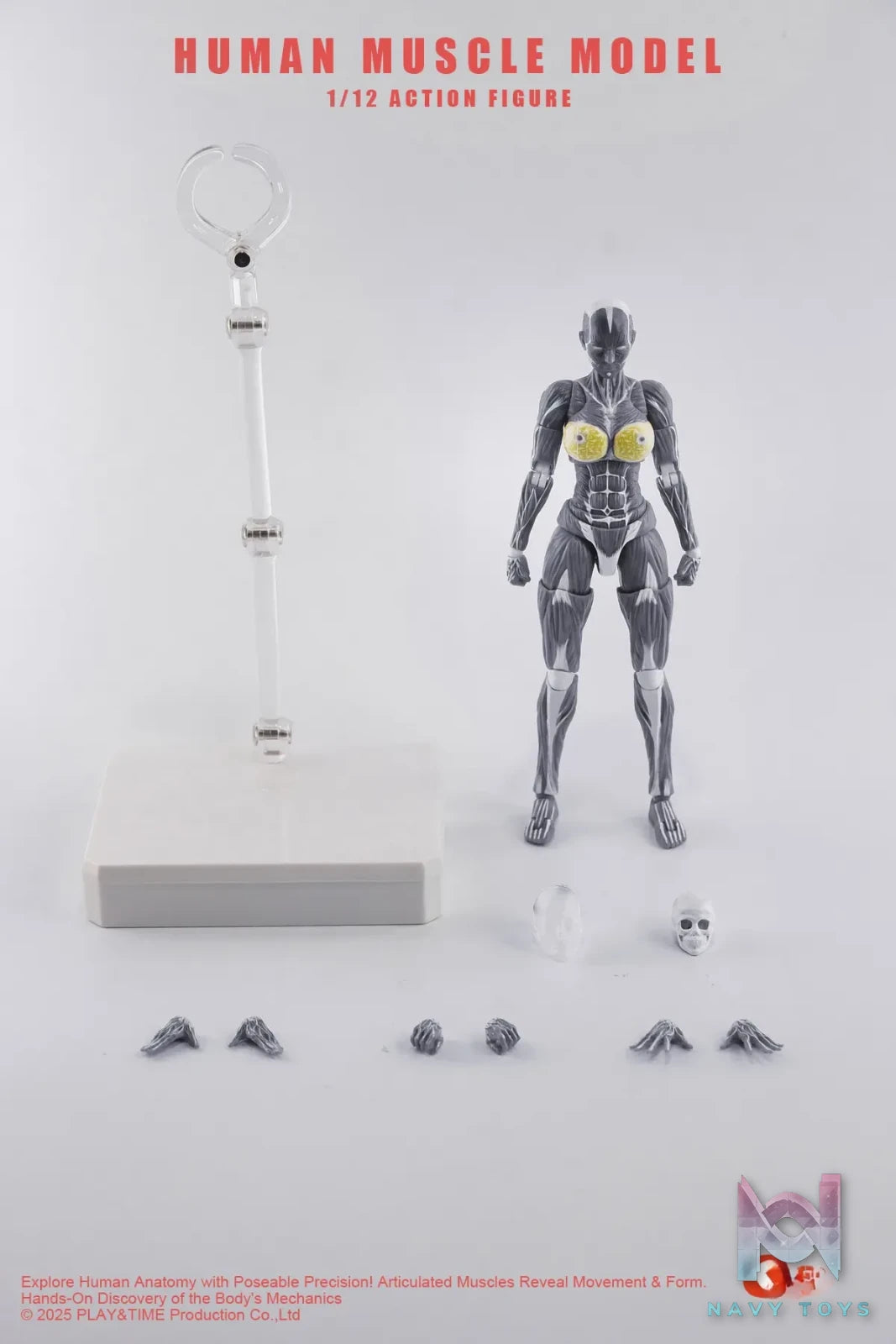 KEEPGOING – 1/12 Human Muscle Model (Licensed)