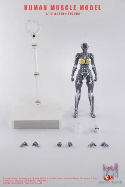 KEEPGOING – 1/12 Human Muscle Model (Licensed)