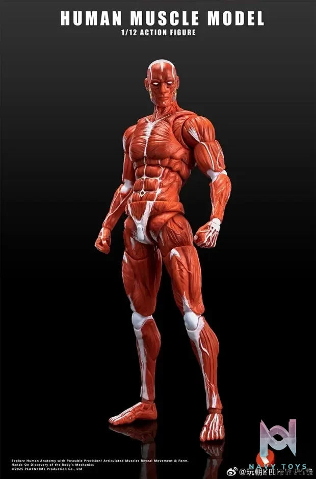 KEEPGOING – Human Muscle Model 1/12 Highly Articulated Figure (Licensed)