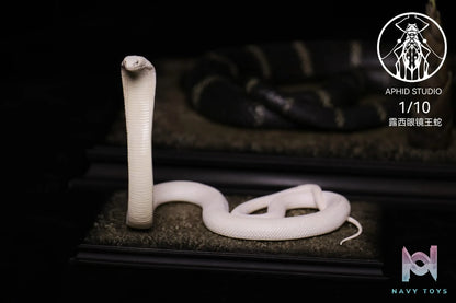 Aphid Studio – Northern King Cobra (Licensed)