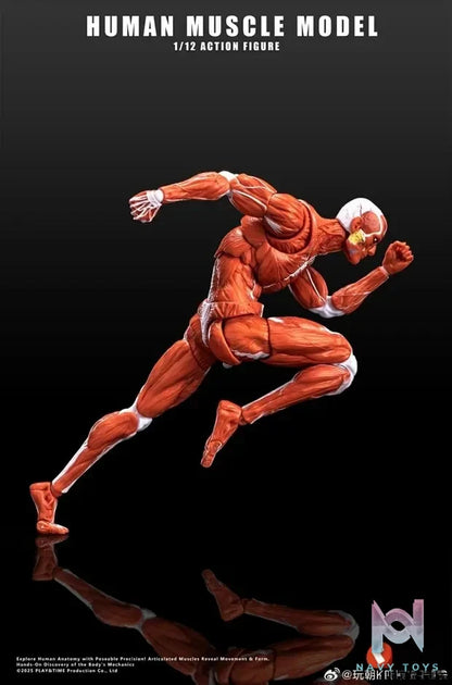 KEEPGOING – Human Muscle Model 1/12 Highly Articulated Figure (Licensed)