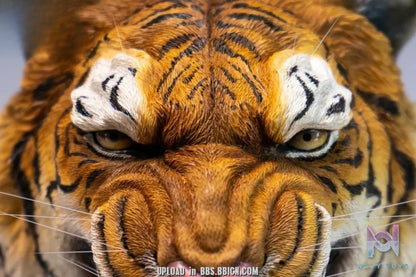 JXK – Tiger head statue SA004 (Licensed)