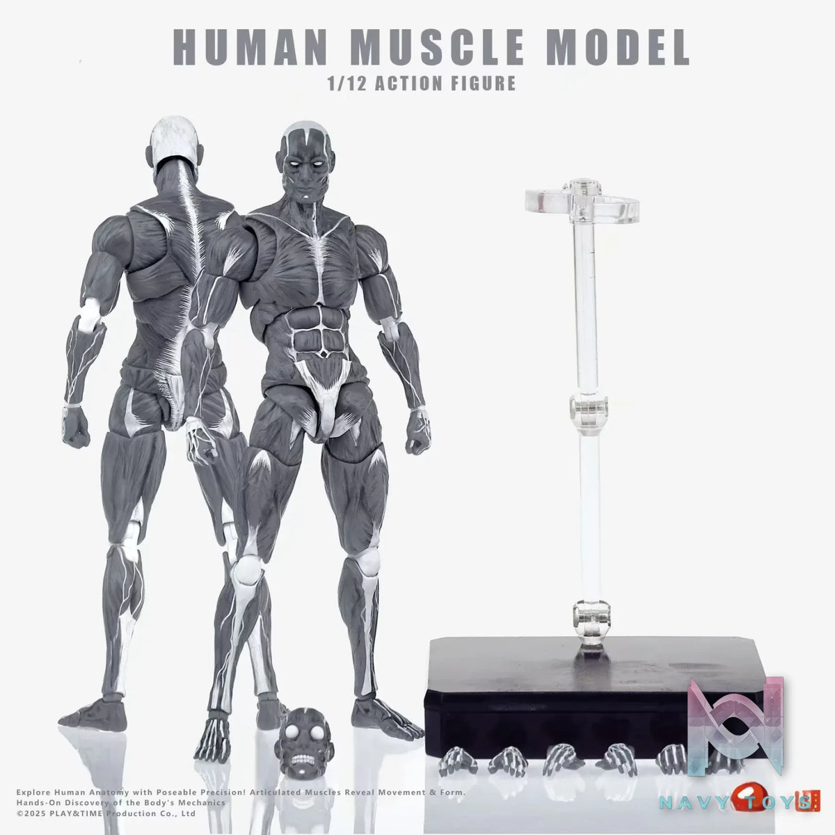 KEEPGOING – Human Muscle Model 1/12 Highly Articulated Figure (Licensed)