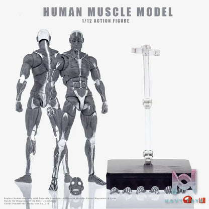 KEEPGOING – Human Muscle Model 1/12 Highly Articulated Figure (Licensed)