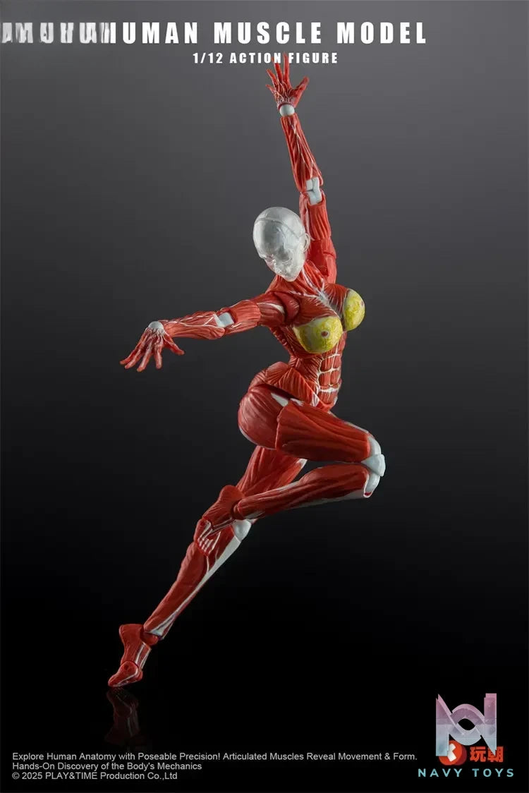 KEEPGOING – 1/12 Human Muscle Model (Licensed)
