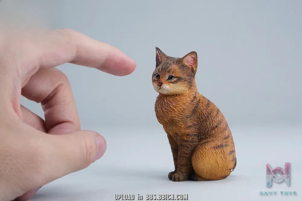 JXK – Well-behaved cat sitting JXK352 (Licensed)